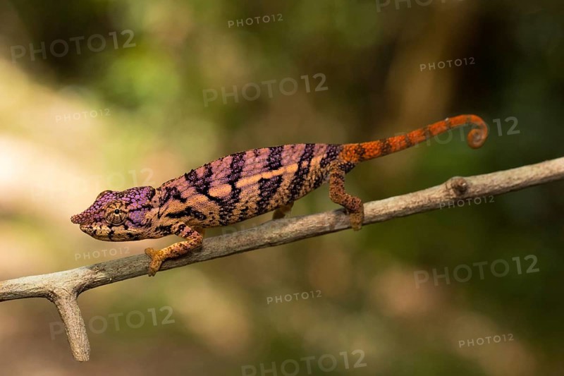 Rhinoceros chameleon (Furcifer rhinoceratus) in pregnancy dyeing