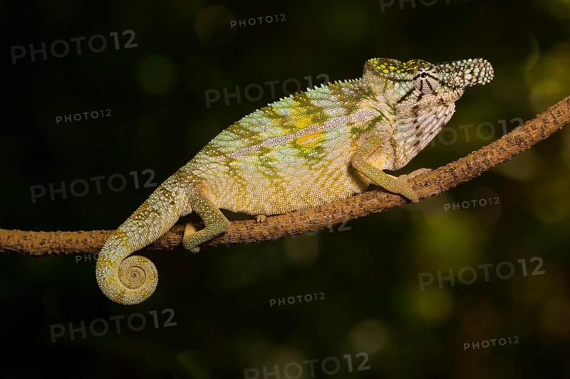 Rhinoceros chameleon (Furcifer rhinoceratus) in splendid coloration