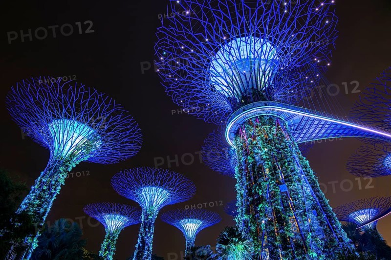 Supertrees at night