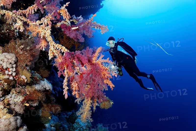 Diver observes Klunzingers soft corals