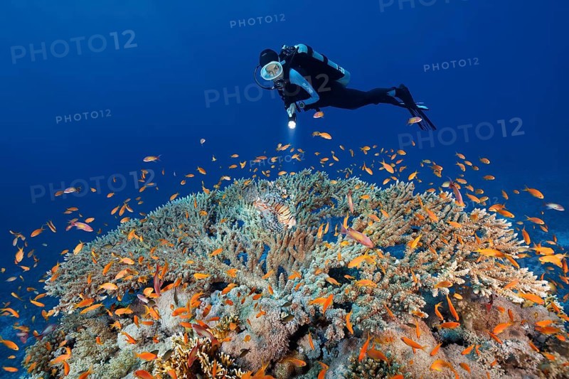Diver with lamp observes Red Lionfish