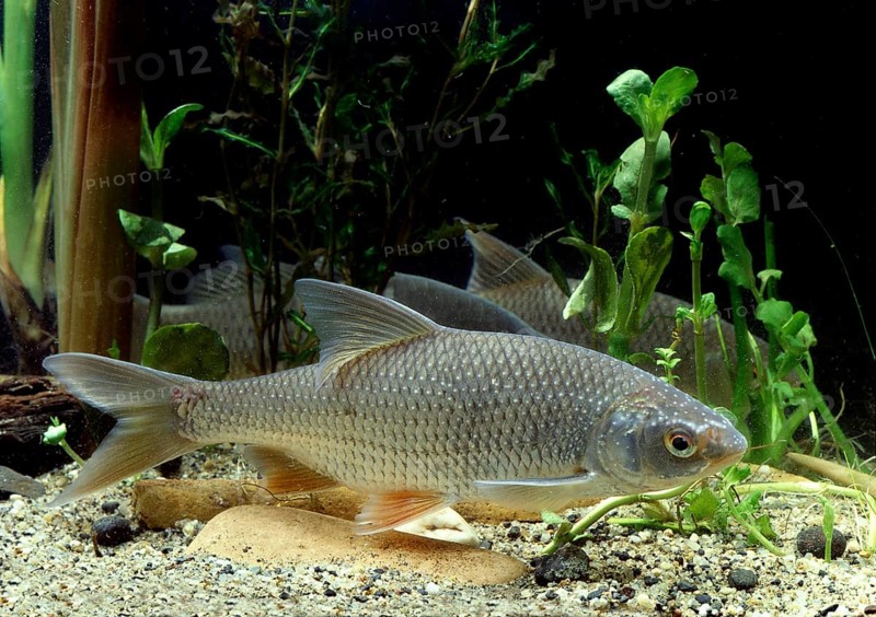 Common Roach (Rutilus rutilus)