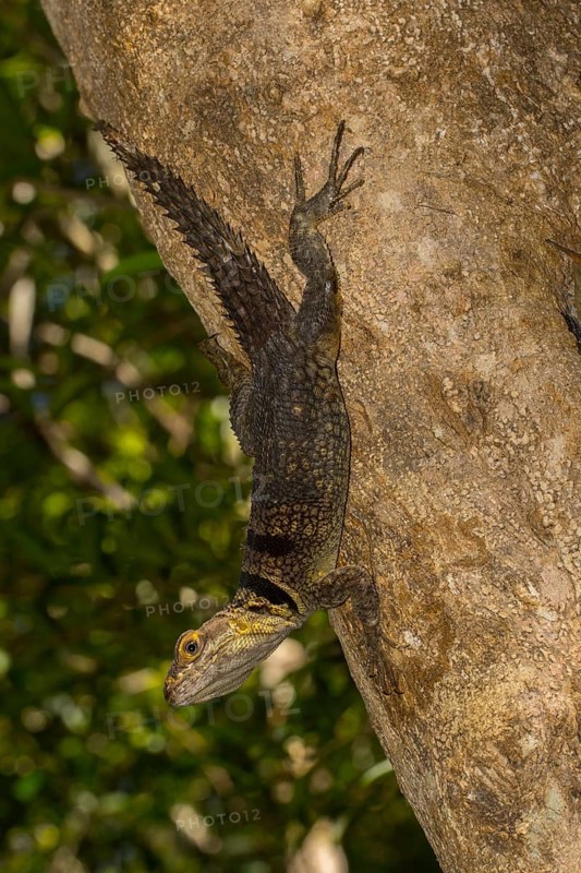 Large collared iguanid lizard (Oplurus cuvieri) on a tree trunk