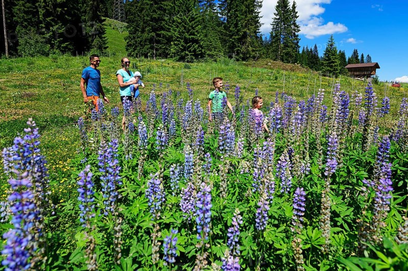 Family walks near the middle station through a field of flowering lupines