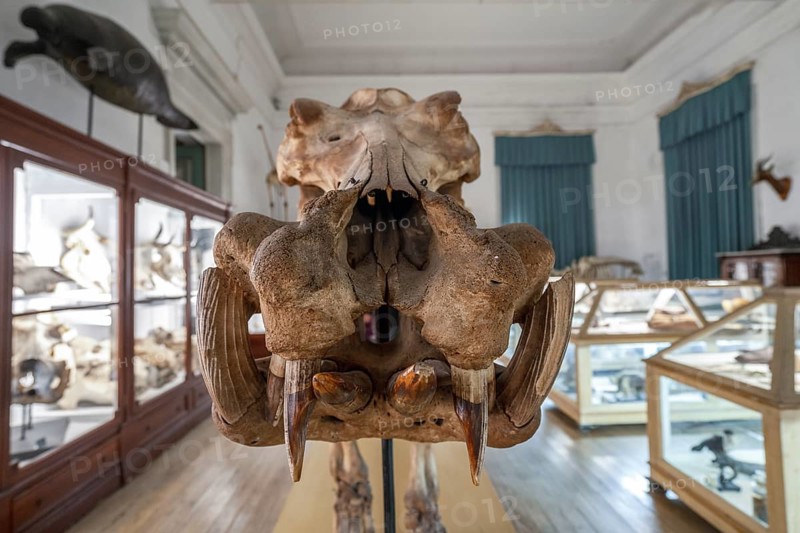 Big skeleton in Coimbra university science museum
