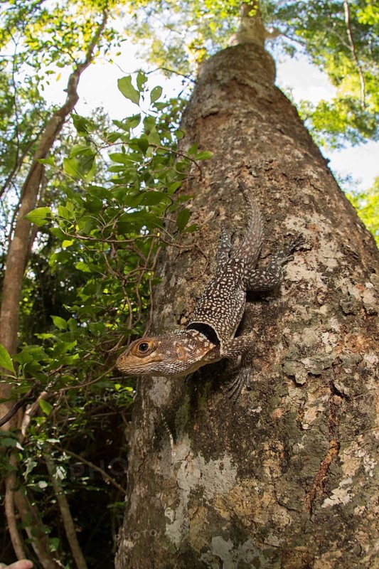 Large collared iguanid lizard (Oplurus cuvieri) on a tree trunk