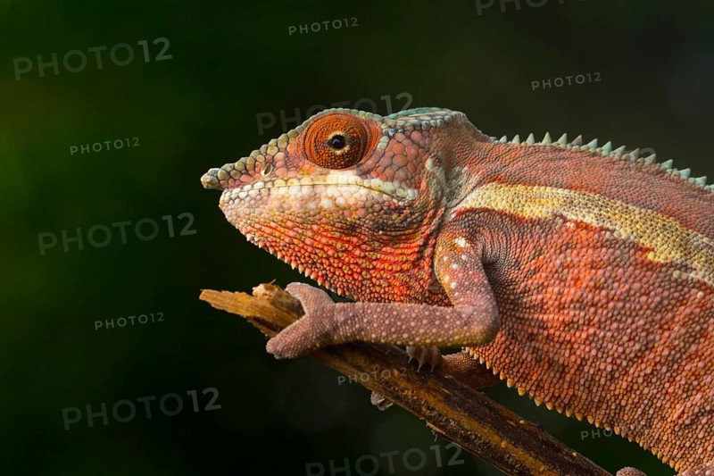 Panther chameleon (Furcifer pardalis)