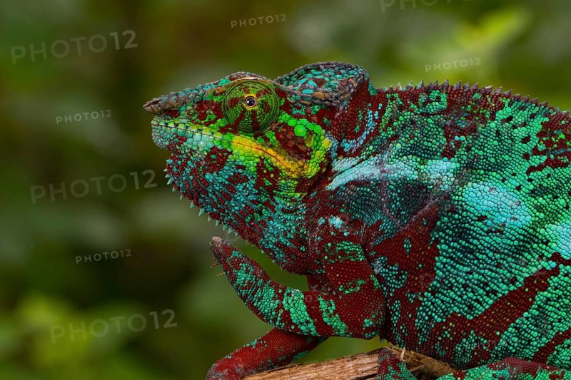 Panther chameleon (Furcifer pardalis)