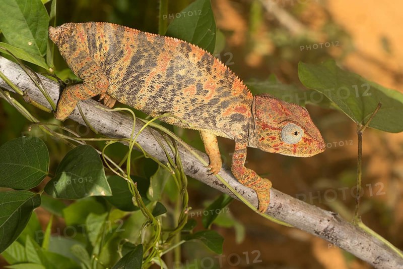 Madagascar Malagasy giant chameleon (Furcifer oustaleti)
