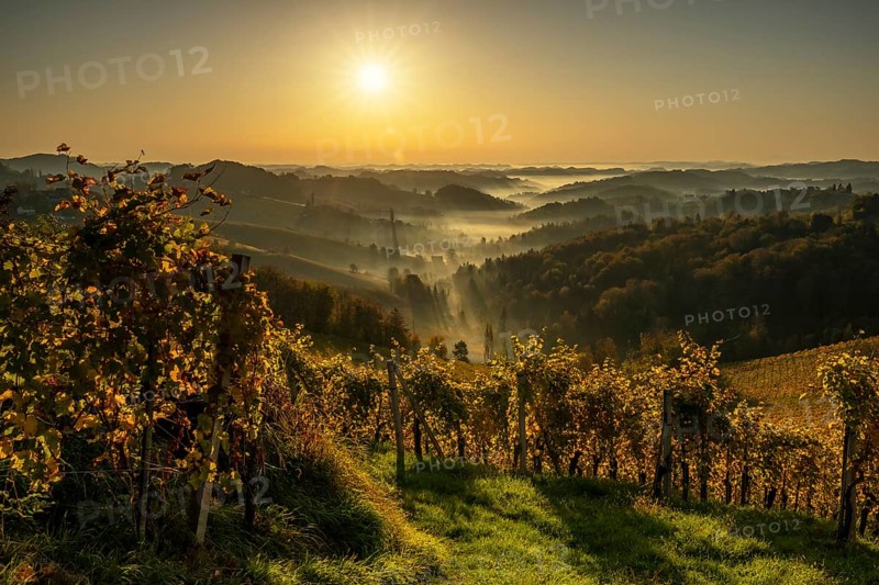 Vineyard in autumn at sunrise with fog and sun star
