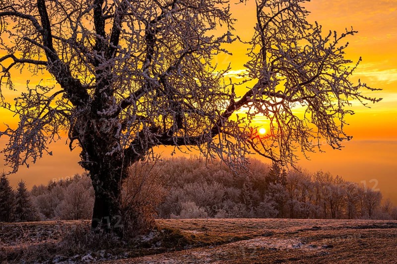 Old Cherry tree (Prunus) with hoarfrost at sunrise in winter