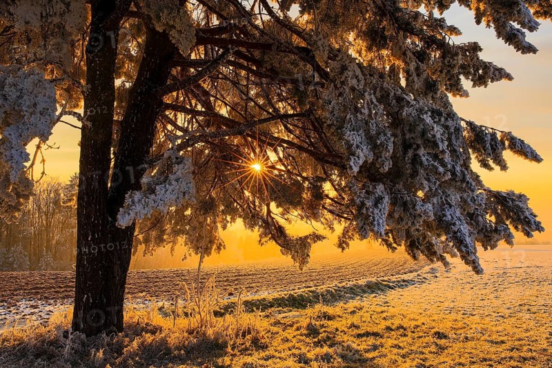Spruce (Picea) with hoarfrost and sun star at sunrise