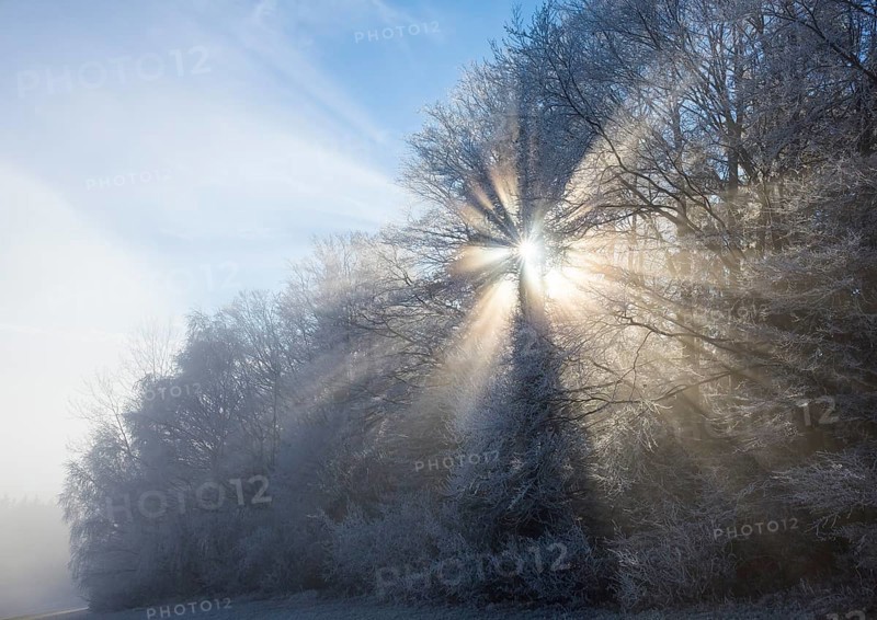 Forest with sunrays in the fog
