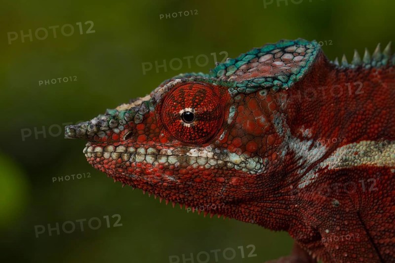 Panther chameleon (Furcifer pardalis)