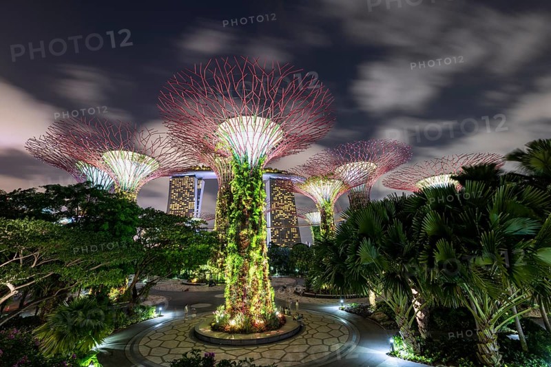 Supertrees at night