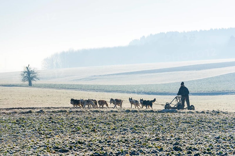 Dog sled team with training car during training