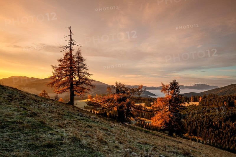 Larches (Larix) in autumn at sunrise