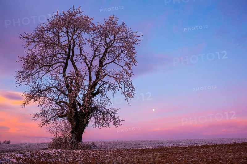 Old Cherry tree (Prunus) at sunset in winter
