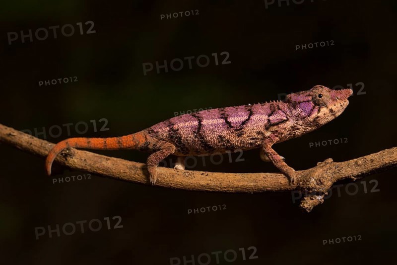 Rhinoceros chameleon (Furcifer rhinoceratus) in pregnancy dyeing