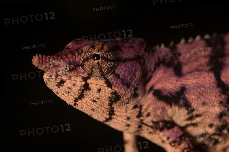 Rhinoceros chameleon (Furcifer rhinoceratus) in pregnancy dyeing