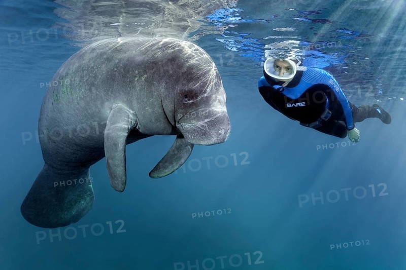 Diver observes West Indian manatee (Trichechus manatus)