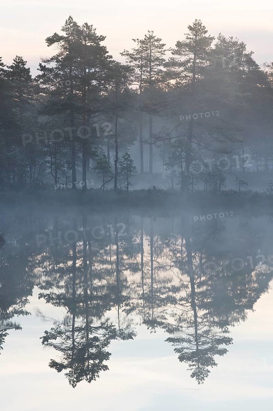 Moor landscape with lake in morning mist