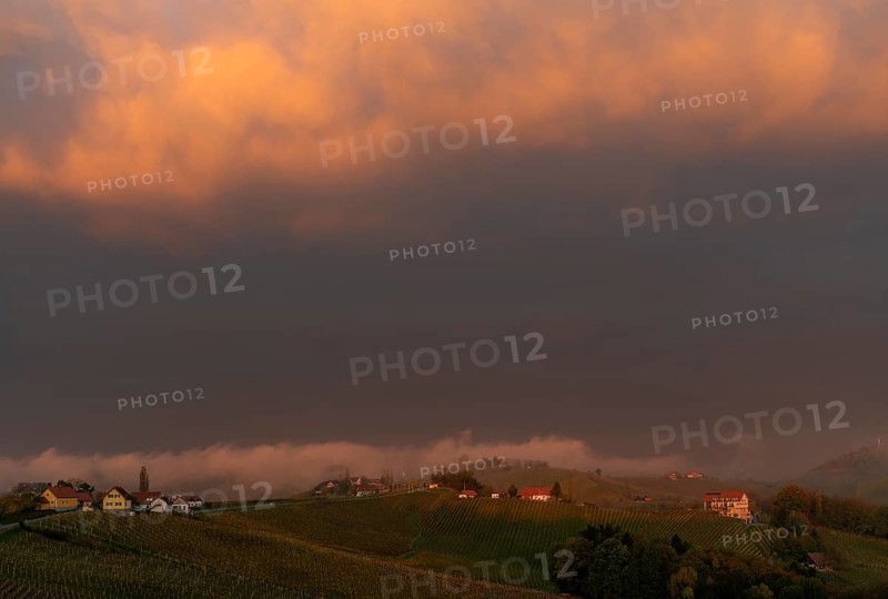 Sunrise with vineyard and morning fog