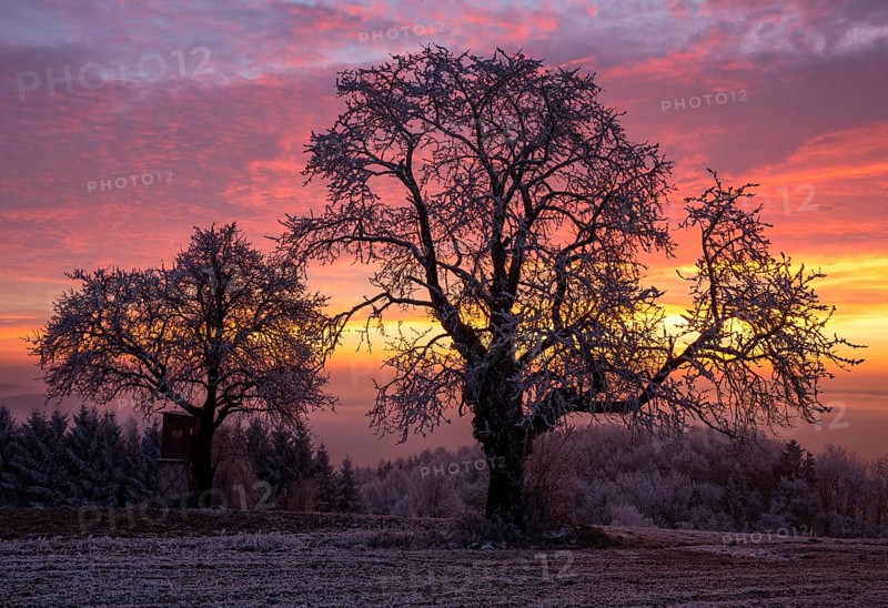 Old Cherry trees (Prunus) at sunrise in winter