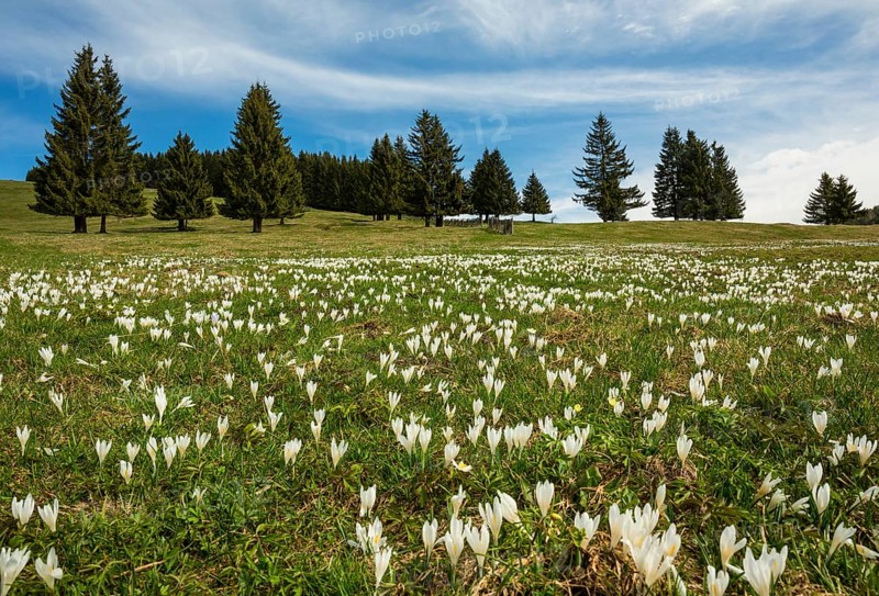 White Crocus flowers (Crocus) on the alpine pasture in front of a Spruces forest (Picea)