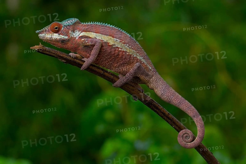 Panther chameleon (Furcifer pardalis)