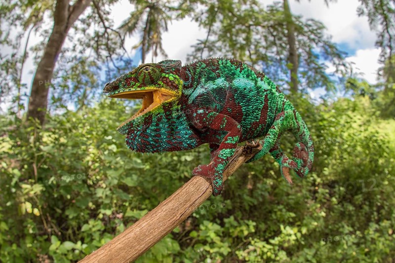 Panther chameleon (Furcifer pardalis)