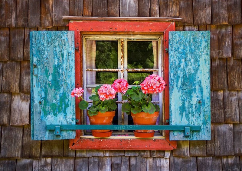 Flower window with geraniums