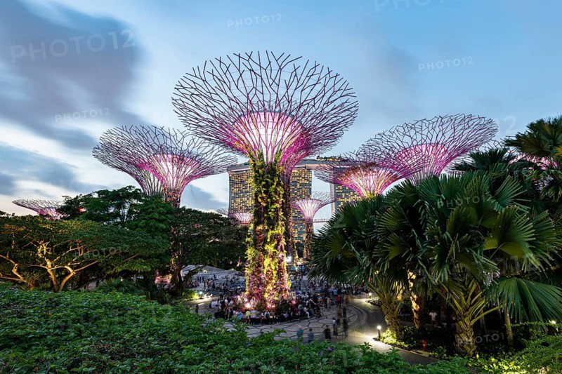 Supertrees at dusk
