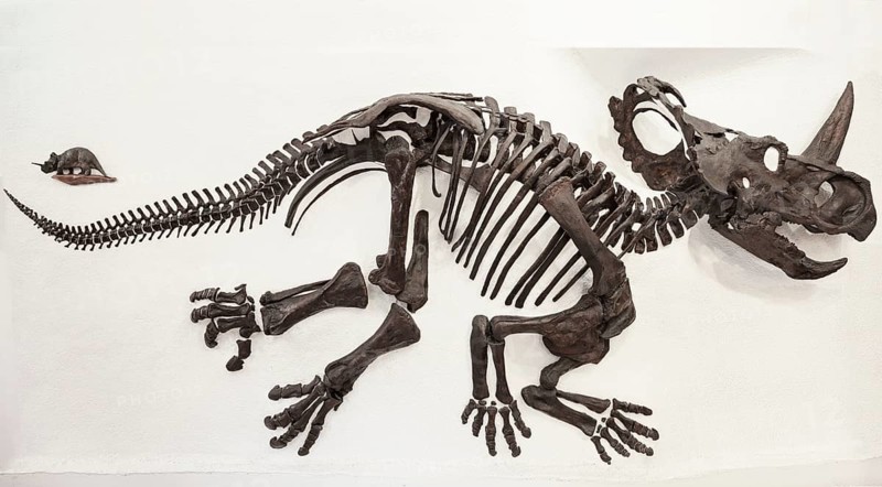 Monoclonius nasicornus (Monoclonius nasicornus)