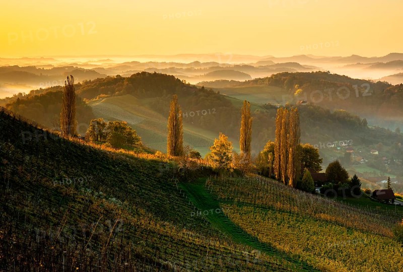 Vineyard on the South Styrian Wine Route with autumn fog at sunrise