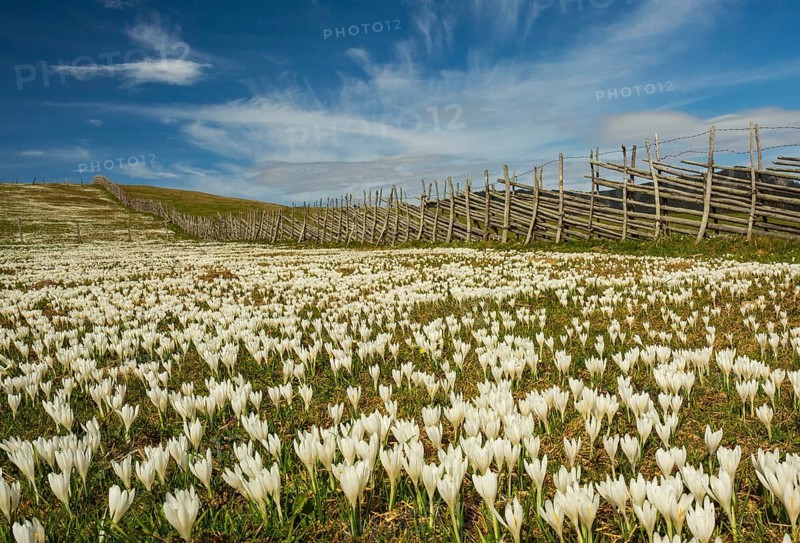 White Crocus flowers (Crocus) with pasture fence on the alpine pasture