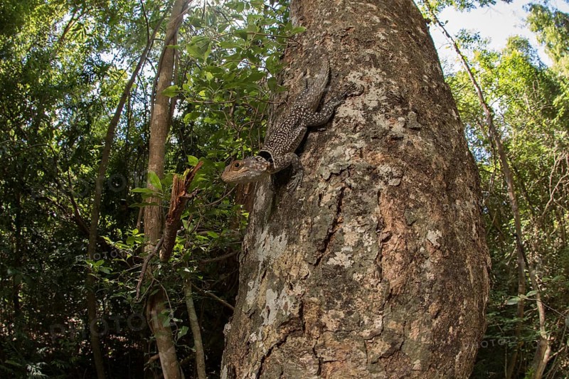 Large collared iguanid lizard (Oplurus cuvieri) on a tree trunk