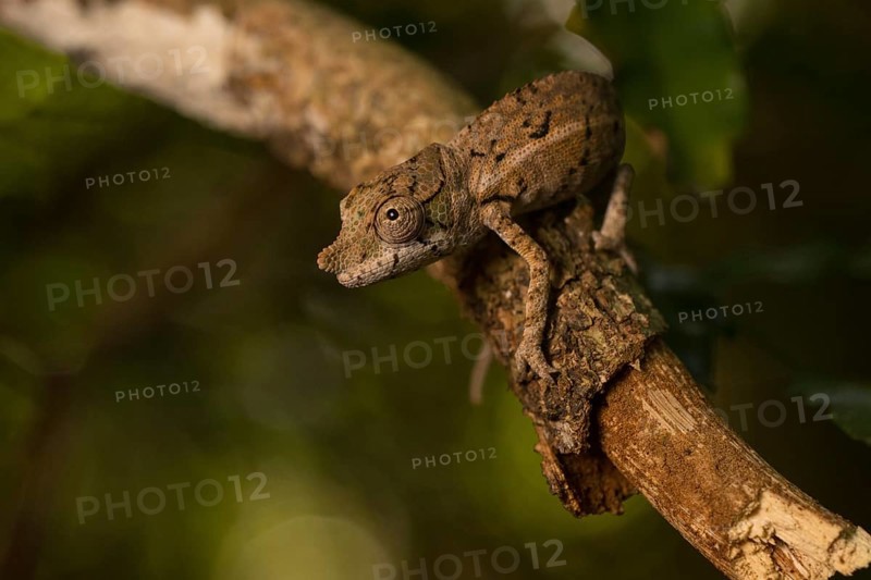 Rhinoceros chameleon (Furcifer rhinoceratus)