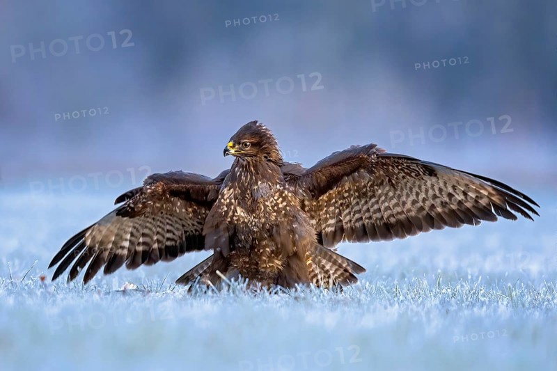 Steppe buzzard (Buteo buteo) defending the prey