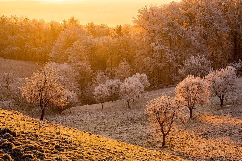 Fruit trees with hoarfrost at sunrise in winter