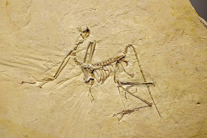 The archaeopteryx bavarica