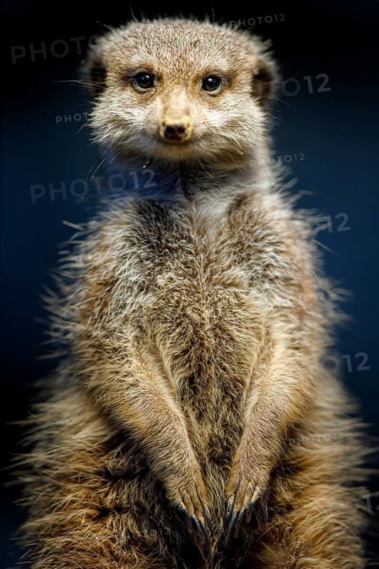 Meerkat (Suricata suricatta)