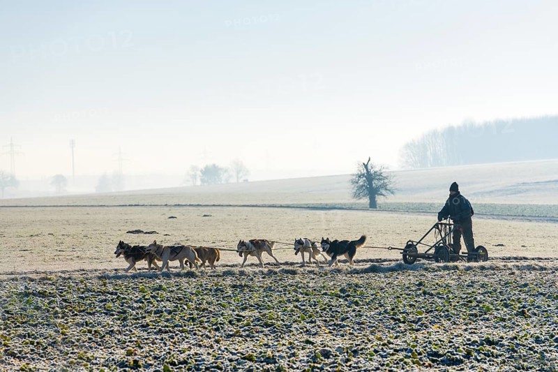 Dog sled team with training car during training