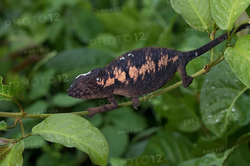 Panther chameleon (Furcifer pardalis)