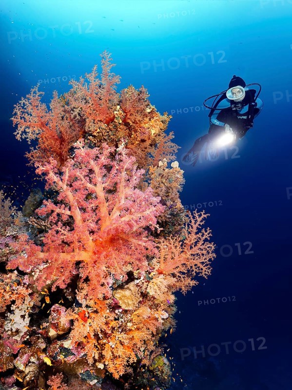 Diver with lamp viewing coral reef