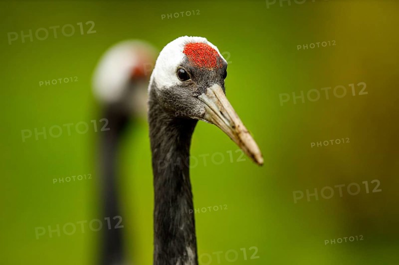 Red-crowned crane (Grus japonensis)
