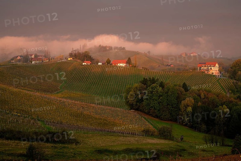 Vineyard in autumn with morning mist at sunrise