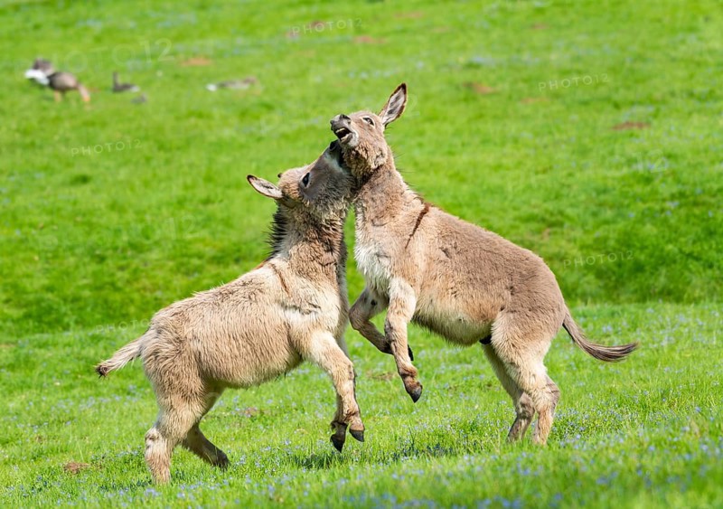 Donkey or (Equus asinus asinus)