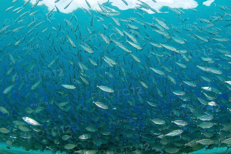 School of blue runner jackfish (Caranx crysos)