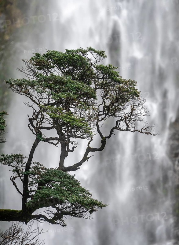 Branch of a tree in front of waterfall